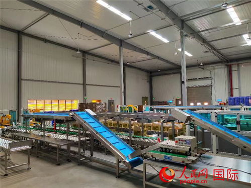 洽洽首座海外工厂投产 年产能3万吨，剑指全球市场